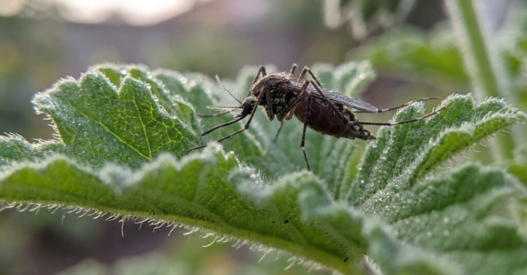 Stop Getting Eaten Alive: The Truth About Plants That Repel Mosquitoes and Flies (Planning for Spring 2026) 2 A mosquito landing on a citronella leaf showing why plants aren't force fields.