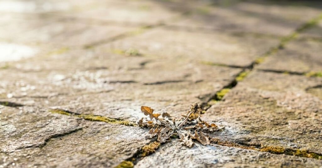 Don’t Throw the Box Away: The Honest Truth About Baking Soda Garden Hacks and Sweetening Tomatoes 3 Sprinkling baking soda into a sidewalk crack to kill weeds.