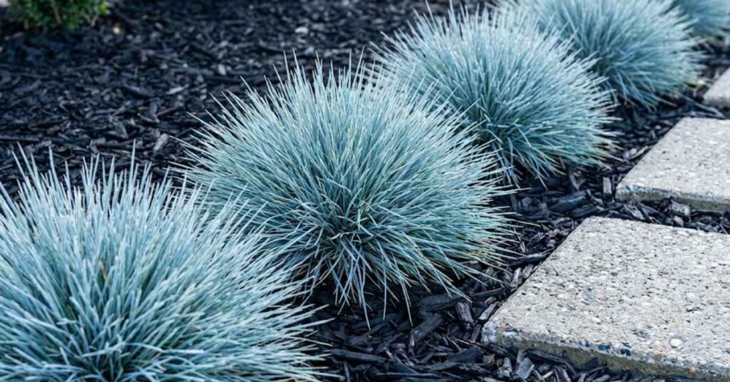 Stop Killing Your Weekends: 5 Low-Maintenance Luxe Plants for Busy Homeowners 10 Blue Fescue The Texture Expert