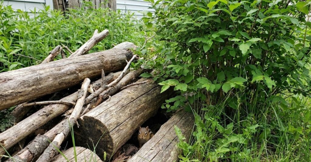 Why Your Garden Is a Chipmunk Buffet (And How to End the Party) 2 A chipmunk hiding in a messy woodpile next to overgrown tall grass in a backyard.