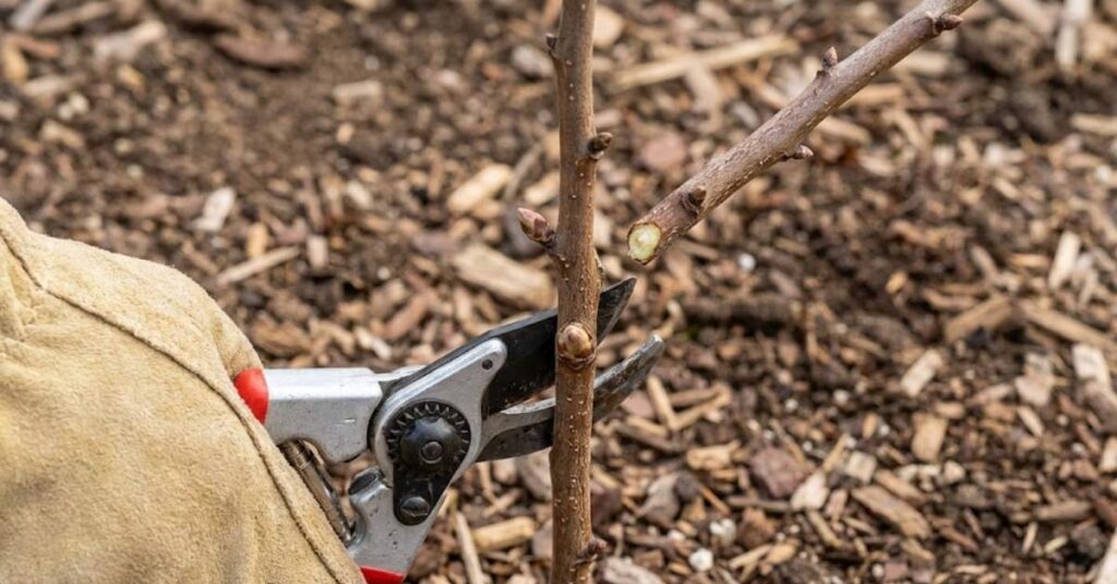 Gloved hand making the initial heading cut on a young dormant almond tree whip at 30 inches height.