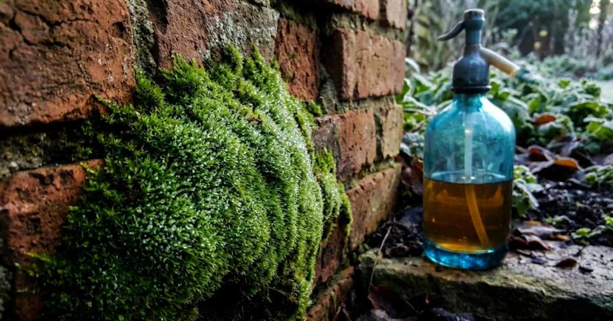 Liquid dish soap bottle next to moss on a brick walkway.