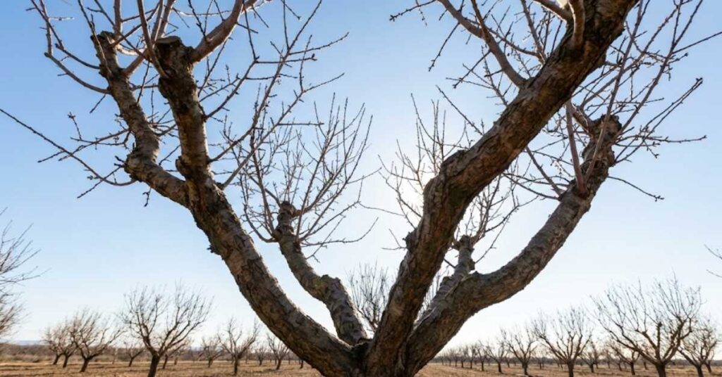 A 3-year-old almond tree pruned into a perfect open vase shape with an empty center and strong outward scaffolds.