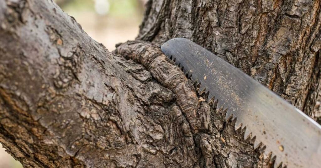 Close-up view showing the correct position of a pruning saw blade just outside the branch collar ridge on an almond tree.