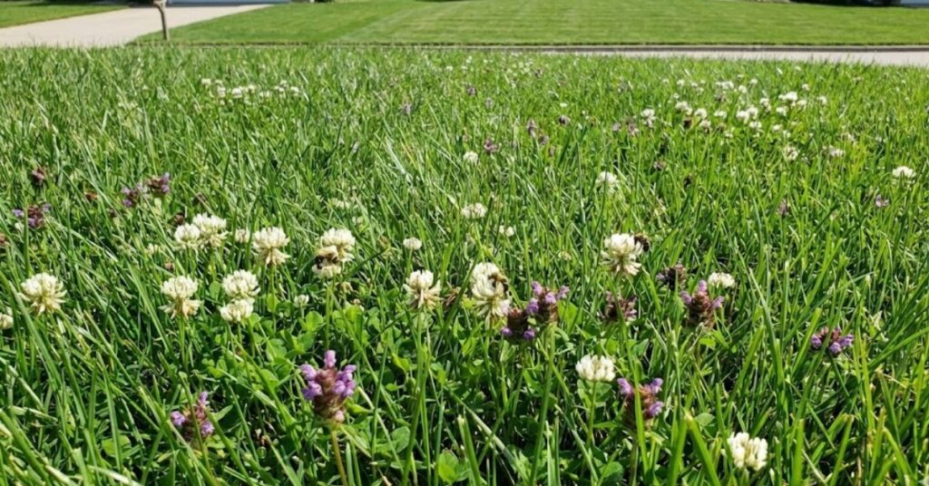 Laziness or Science? The Grumpy Truth About No-Mow May Preparation 4 A honeybee pollinating white clover in a diverse residential lawn.