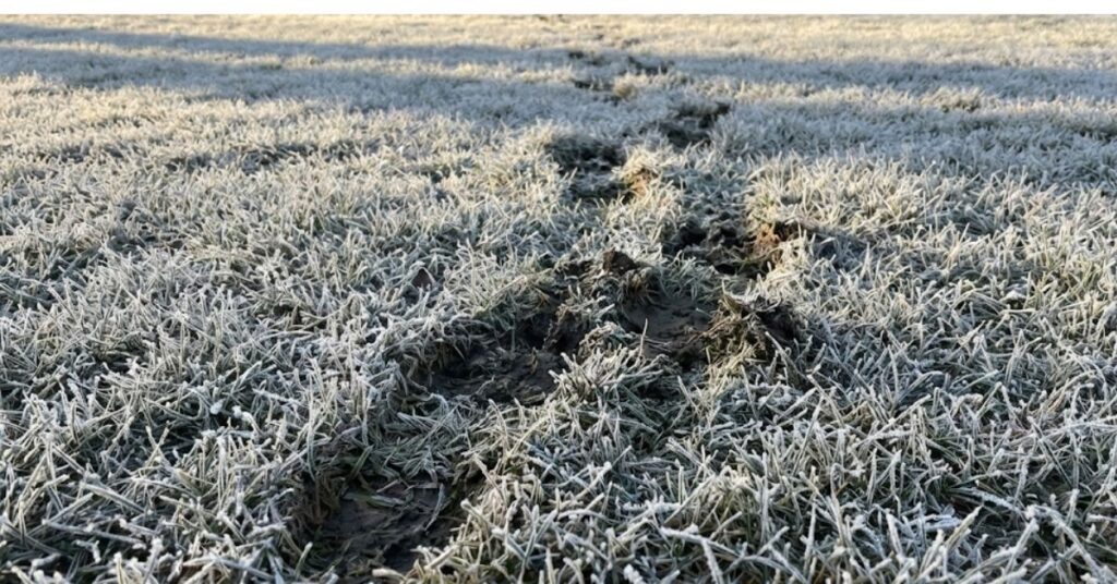 Stop Leaving Your Lawn to Rot: The Grumpy Truth About Clearing Leaves in Winter 3 Wet brown leaves matted on dormant grass with a rake nearby.