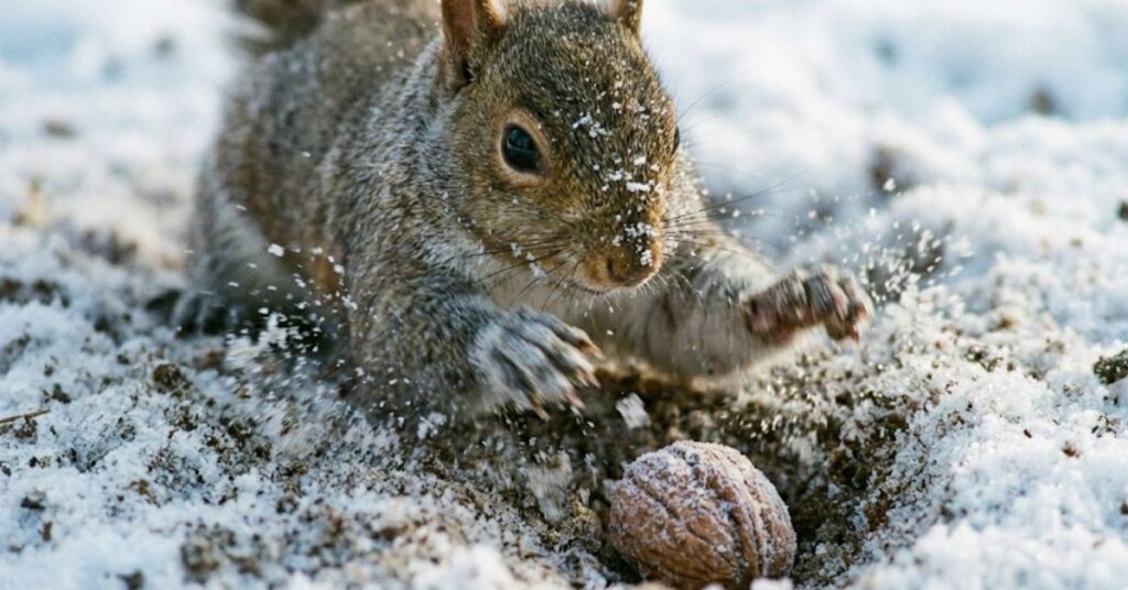 Biting Cold and Busy Bodies: The Surprising Reason Squirrels Never Actually Sleep Through Winter 5 Squirrel digging through snow and frozen ground to find buried nuts.