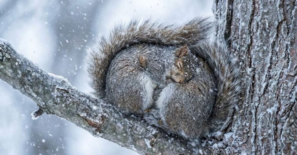 Biting Cold and Busy Bodies: The Surprising Reason Squirrels Never Actually Sleep Through Winter 2 Squirrel in a state of torpor, curled up with tail wrapped around body to conserve heat.