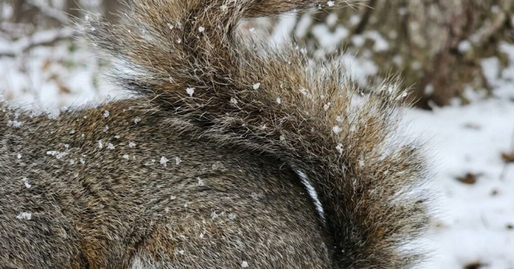 Biting Cold and Busy Bodies: The Surprising Reason Squirrels Never Actually Sleep Through Winter 3 Close-up of thick winter fur and bushy tail of a gray squirrel.
