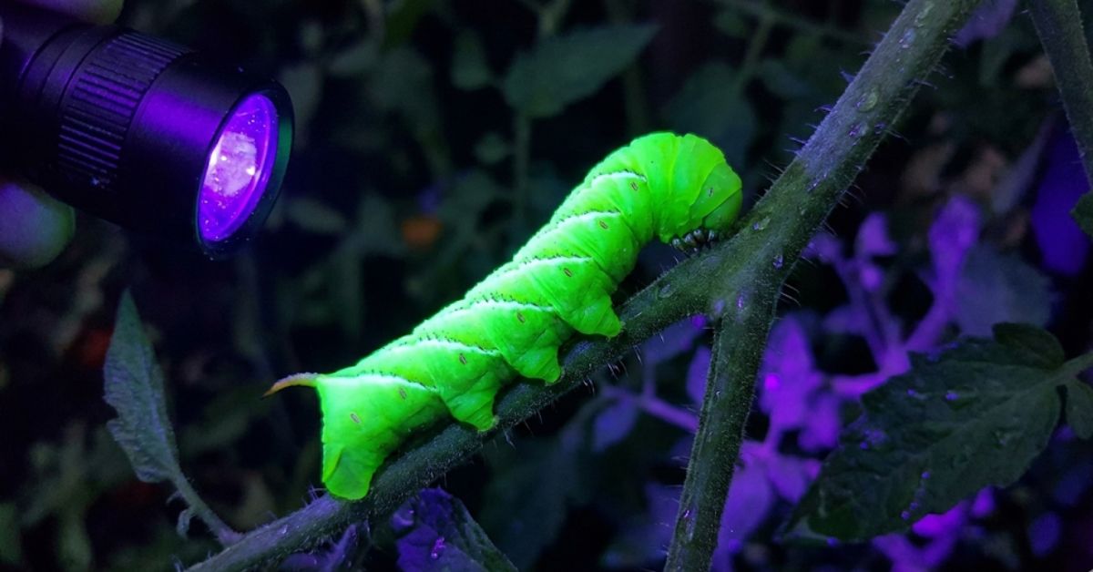 A tomato hornworm glowing neon green under a UV flashlight at night.