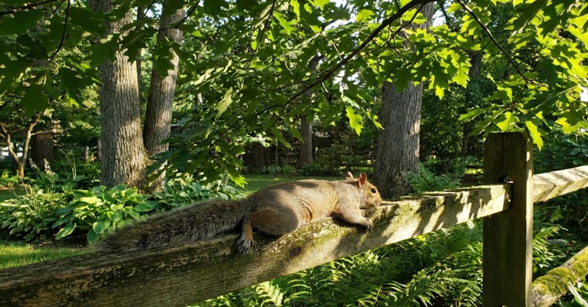 A gray squirrel splooting on a wooden fence to cool down.