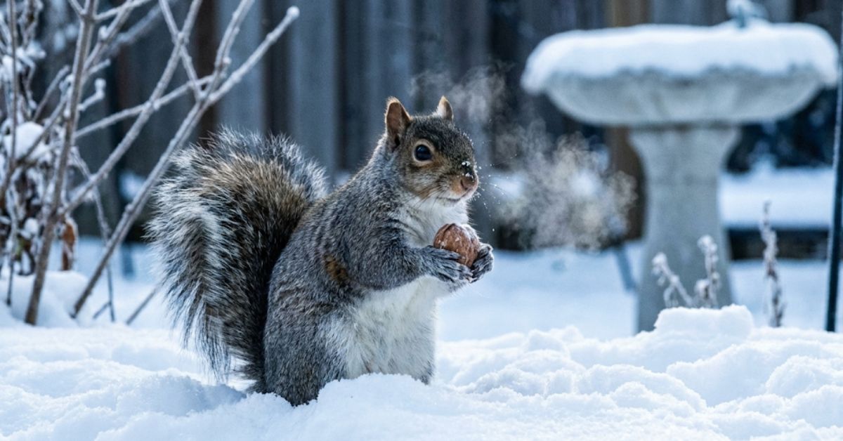 Gray squirrel active in deep snow during sub-zero winter, not hibernating.