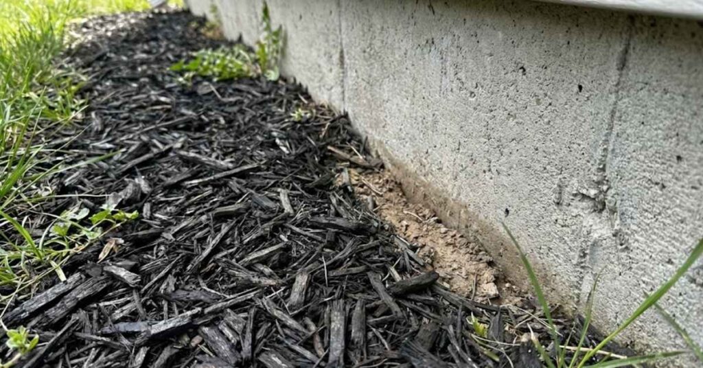 Black Dyed Mulch: The Brutal Truth About Garden Pros, Cons, and Ugly Fungi 8 Correct mulch application near a foundation to prevent termites and bugs.
