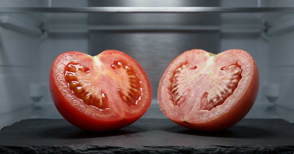 Side by side comparison of a fresh tomato and a mealy refrigerated tomato.