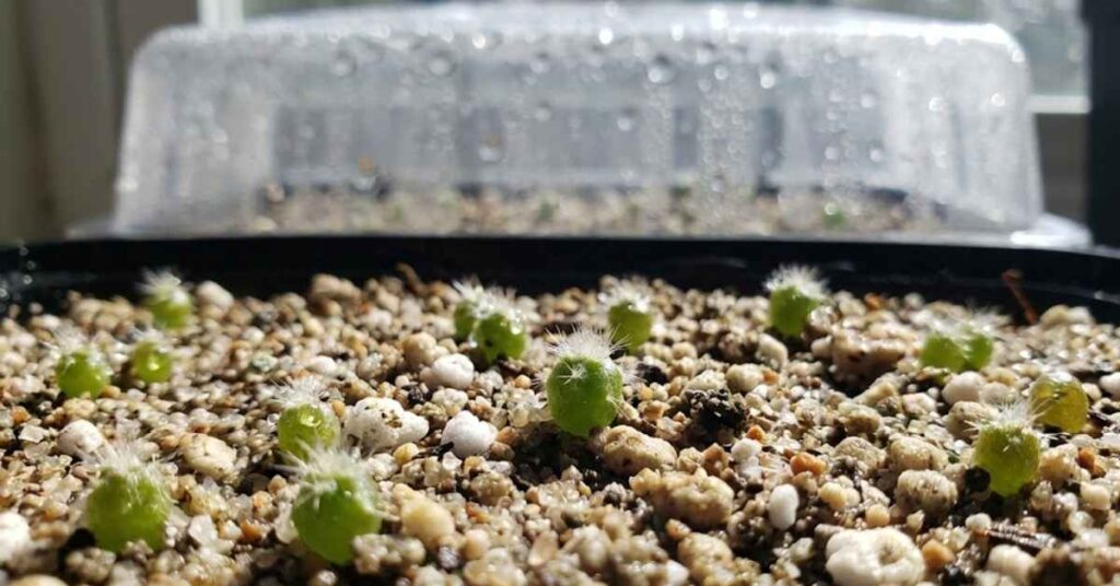 Stop Killing Your Moon Cactus: The Professional Guide to Cacti Care and Growing 4 Tiny green cactus seedlings sprouting from sandy soil in a germination tray.