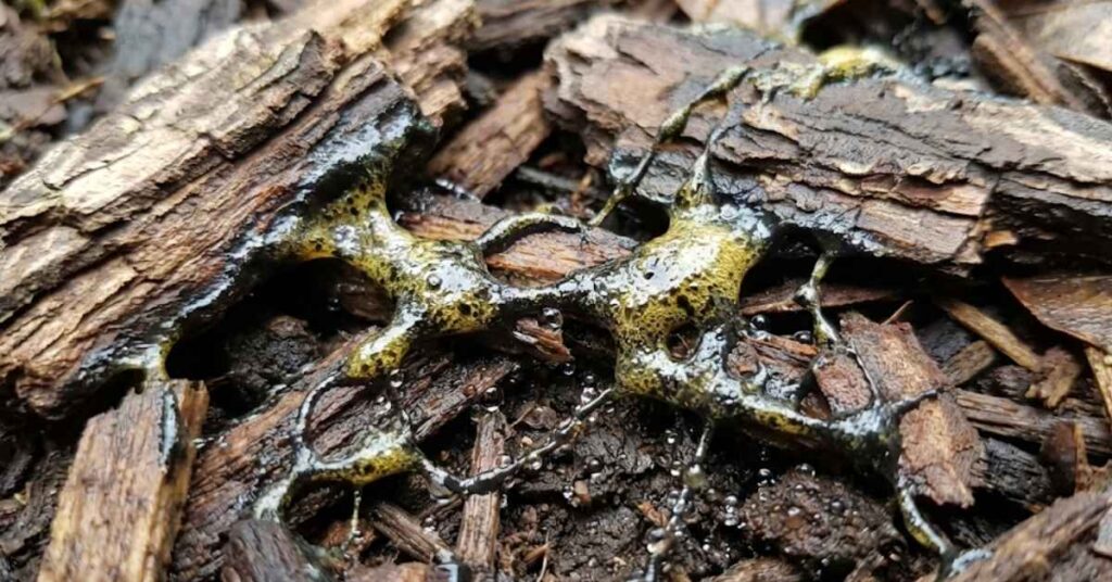 Black Dyed Mulch: The Brutal Truth About Garden Pros, Cons, and Ugly Fungi 4 Close-up of yellow and black slime mold growing on damp garden mulch.