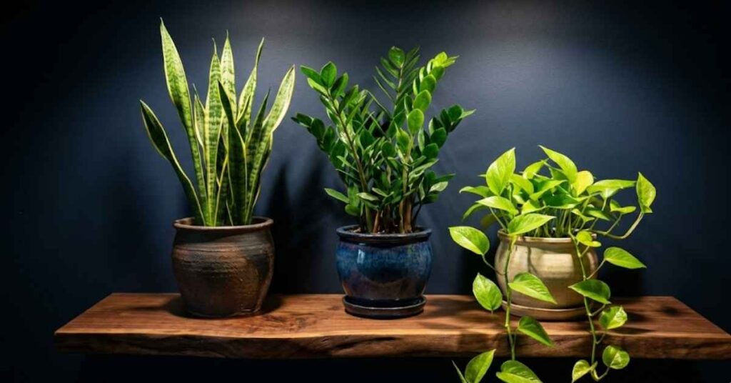 Professional Guide on Best Basement Plants: How to Grow a Lush Indoor Garden in the Dark 3 The best low-light plants for a basement: Snake Plant, ZZ, and Pothos.